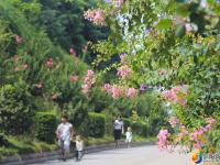 紫薇花绽放艳丽多姿