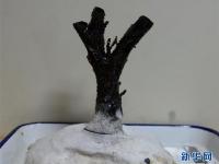 “科学”号采集到一个数千岁深海珊瑚