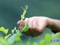  湖南张家界：“长寿藤茶”秋茶开采