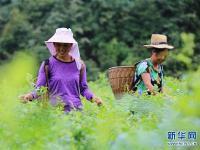  湖南张家界：“长寿藤茶”秋茶开采