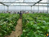 隆回现代农业示范基地：特色瓜果满园香