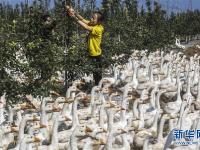  河北景县：苹果园里养鹅忙