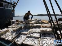  山东威海：秋捕归航鱼满舱