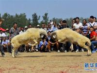  山东聊城：斗羊大赛乐乡邻