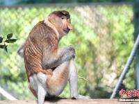  中国首次引进濒危物种大鼻猴