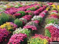 甘肃金昌迎来“赏菊季” 近百种菊花戈壁绽放