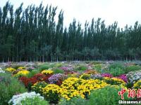 甘肃金昌迎来“赏菊季” 近百种菊花戈壁绽放