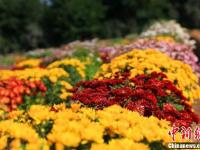 甘肃金昌迎来“赏菊季” 近百种菊花戈壁绽放