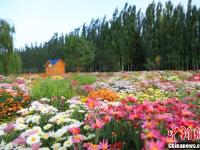 甘肃金昌迎来“赏菊季” 近百种菊花戈壁绽放