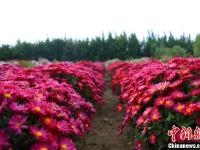 甘肃金昌迎来“赏菊季” 近百种菊花戈壁绽放