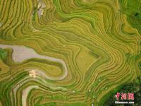 航拍贵州榕江梯田 宛如大地“指纹”