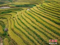  航拍贵州榕江梯田 宛如大地“指纹”