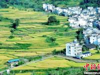 江西婺源篁岭梯田 金涛稻浪美不胜收