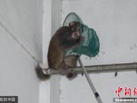 “大师兄”下山 消防十八般武器捉拿
