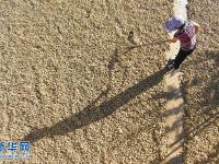  多彩映丰收
