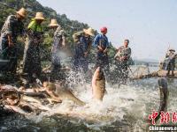 江西仙女湖：鱼跃人欢喜增收
