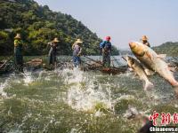 江西仙女湖：鱼跃人欢喜增收