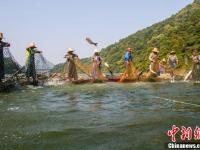 江西仙女湖：鱼跃人欢喜增收