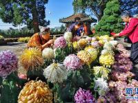  北京：又到金秋赏菊时节