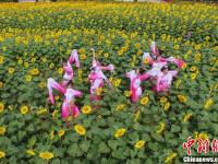 长沙万株向日葵花开 舞者上演葵间水袖舞