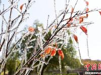 甘肃肃南寒露时节现冰挂景观 玉树琼枝晶莹剔透