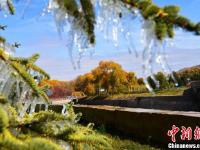 甘肃肃南寒露时节现冰挂景观 玉树琼枝晶莹剔透