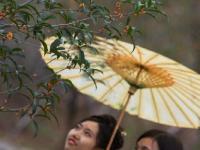 南京邮电大学120岁“丹桂”飘香 学生着汉服赏花吟诗