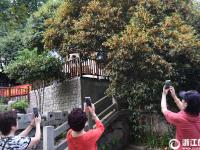  杭州满城尽飘桂花香