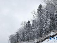  雪染层林