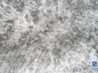 雪染层林