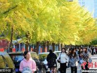 辽宁大学银杏路进入观赏期