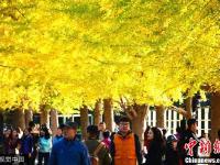 辽宁大学银杏路进入观赏期