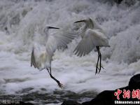 秋日白鹭腾空“比武”各亮绝招