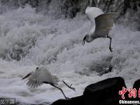 秋日白鹭腾空“比武”各亮绝招