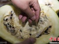 市民一只西瓜放3年 外皮完好里边种子发芽