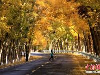  新疆天山天池景区旅游公路变“金色大道”