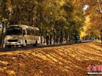  新疆天山天池景区旅游公路变“金色大道”