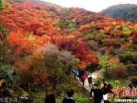 北京红叶进入最佳观赏期 众多市民踏秋赏景