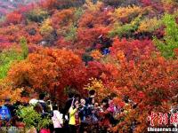 北京红叶进入最佳观赏期 众多市民踏秋赏景