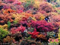 北京红叶进入最佳观赏期 众多市民踏秋赏景