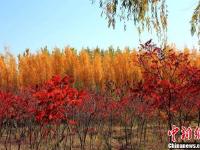 甘肃千年古城层林尽染 霜叶红于二月花