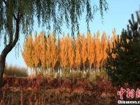 甘肃千年古城层林尽染 霜叶红于二月花