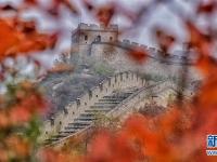  霜叶染红八达岭