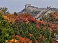  霜叶染红八达岭