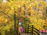 雨中的光雾山秋色美得夺人心魄