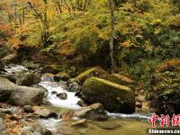 雨中的光雾山秋色美得夺人心魄