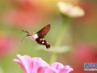  蜂鸟鹰蛾戏花忙
