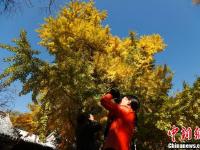 北京潭柘寺千年银杏尽带“黄金甲”