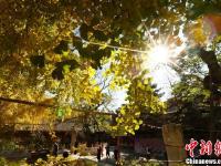 北京潭柘寺千年银杏尽带“黄金甲”