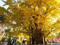 北京潭柘寺千年银杏尽带“黄金甲”